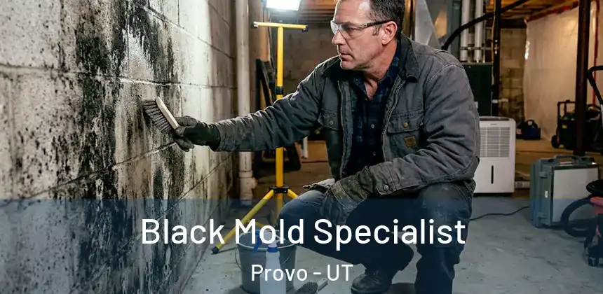 Black Mold Specialist Provo - UT