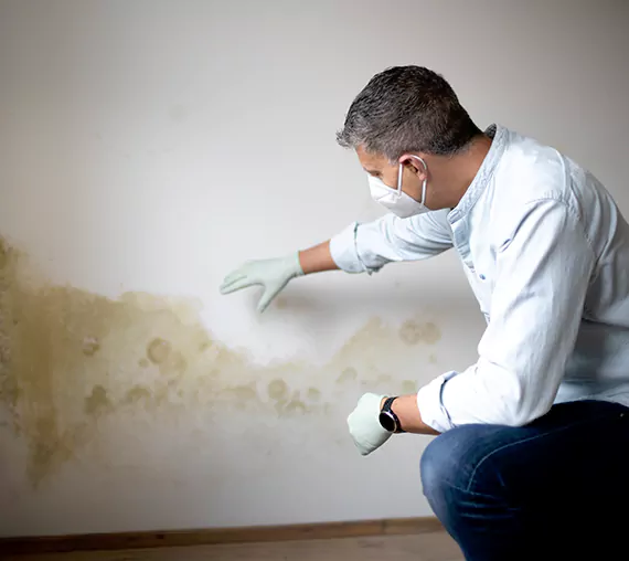 Mold Removal Service in Provo, UT